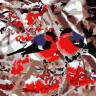 Картина по номерам 15х20 СНЕГИРИ  (10 цветов)